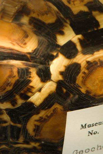Media type: image;   Herpetology R-120270 Description: Image taken for Time and Time Again exhibit at Collection of Historical Scientific Instruments.;